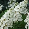 Snow Queen Oakleaf Hydrangea - 2 Gallon Pot -Trees And Plants Hydrangea Oakleaf Snow Queen 8 1
