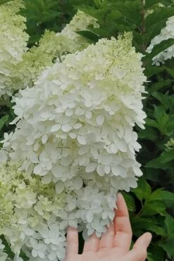 Phantom Hydrangea - 5 Gallon Pot 10 Phantom Hydrangea - 5 Gallon Pot -Trees And Plants Hydrangea Phantom 20