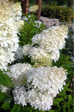 Phantom Hydrangea - 5 Gallon Pot 11 Phantom Hydrangea - 5 Gallon Pot -Trees And Plants Hydrangea Phantom 500x750 1