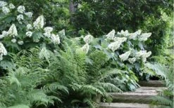 Alice Oakleaf Hydrangea - 3 Gallon Pot -Trees And Plants Hydrangea Quercifolia Oakleaf 50