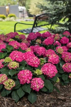 Summer Crush Endless Summer Hydrangea - 7 Gallon Pot -Trees And Plants Hydrangea Summer Crush Endless Summer 3 3