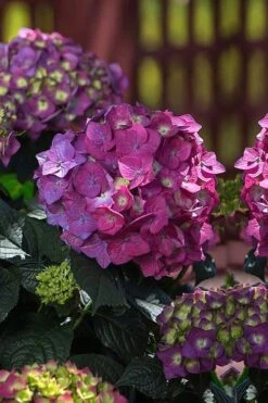Summer Crush Endless Summer Hydrangea - 6 Gallon Pot (COPY) -Trees And Plants Hydrangea Summer Crush Endless Summer 4 1