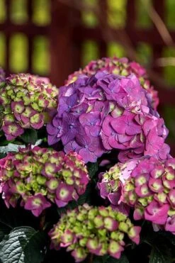 Summer Crush Endless Summer Hydrangea - 7 Gallon Pot -Trees And Plants Hydrangea Summer Crush Endless Summer 5 3