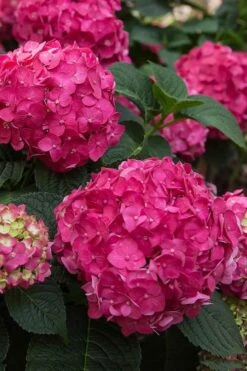 Summer Crush Endless Summer Hydrangea - 6 Gallon Pot (COPY) -Trees And Plants Hydrangea Summer Crush Endless Summer 6 1