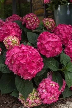 Summer Crush Endless Summer Hydrangea - 6 Gallon Pot (COPY) -Trees And Plants Hydrangea Summer Crush Endless Summer 7 1