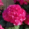 Summer Crush Endless Summer Hydrangea - 1 Gallon Pot -Trees And Plants Hydrangea Summer Crush Endless Summer 8