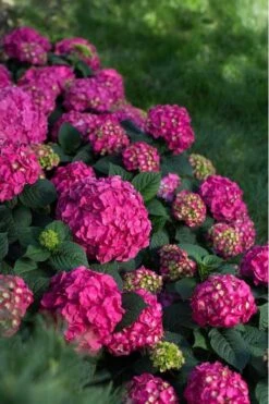 Summer Crush Endless Summer Hydrangea - 1 Gallon Pot -Trees And Plants Hydrangea Summer Crush Endless Summer 9