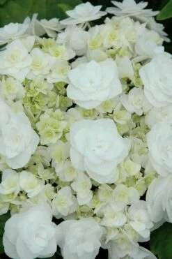 Double Delights Wedding Gown Lacecap Hydrangea - 3 Gallon Pot 13 Double Delights Wedding Gown Lacecap Hydrangea - 3 Gallon Pot -Trees And Plants Hydrangea Wedding Gown 2