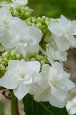 Double Delights Wedding Gown Lacecap Hydrangea - 3 Gallon Pot 12 Double Delights Wedding Gown Lacecap Hydrangea - 3 Gallon Pot -Trees And Plants Hydrangea Wedding Gown 23