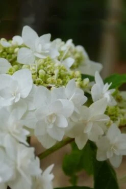 Double Delights Wedding Gown Lacecap Hydrangea - 3 Gallon Pot 15 Double Delights Wedding Gown Lacecap Hydrangea - 3 Gallon Pot -Trees And Plants Hydrangea Wedding Gown 4