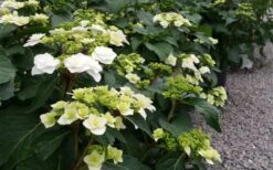 Double Delights Wedding Gown Lacecap Hydrangea - 3 Gallon Pot 14 Double Delights Wedding Gown Lacecap Hydrangea - 3 Gallon Pot -Trees And Plants Hydrangea Wedding Gown 6