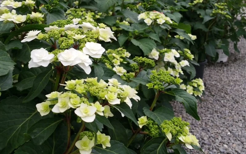 Double Delights Wedding Gown Lacecap Hydrangea - 3 Gallon Pot 8 Double Delights Wedding Gown Lacecap Hydrangea - 3 Gallon Pot - Image 6