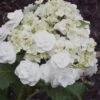Double Delights Wedding Gown Lacecap Hydrangea - 3 Gallon Pot -Trees And Plants Hydrangea Wedding Gown 8