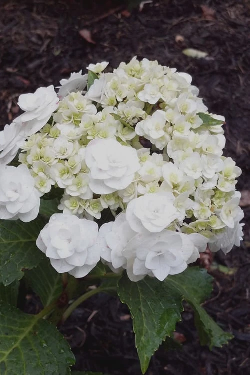 Double Delights Wedding Gown Lacecap Hydrangea - 3 Gallon Pot 3 Double Delights Wedding Gown Lacecap Hydrangea - 3 Gallon Pot