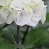 Zebra Hydrangea - 1 Gallon Pot -Trees And Plants Hydrangea Zebra 500x750 1