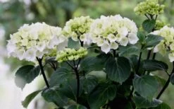 Zebra Hydrangea - 1 Gallon Pot -Trees And Plants Hydrangea Zebra Flowers