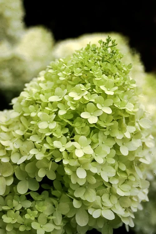 Limelight PeeGee Hydrangea - 3 Gallon Pot 6 Limelight PeeGee Hydrangea - 3 Gallon Pot - Image 4
