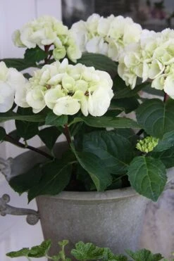 Zebra Hydrangea - 1 Gallon Pot -Trees And Plants Hydrangrea Zebra 14