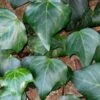 Algerian Ivy - Hedera Helix - 18 Count Flat Of Pint Pots -Trees And Plants Ivy Algerian 500x750 1