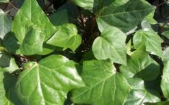Algerian Ivy - Hedera Helix - 18 Count Flat Of Pint Pots -Trees And Plants Ivy Algerian Closeup