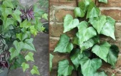 Algerian Ivy - Hedera Helix - 18 Count Flat Of Pint Pots -Trees And Plants Ivy Algerian Combo
