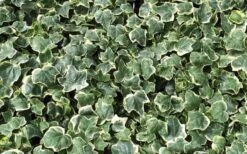 Anne Marie White Variegated Ivy (Hedera Helix) - 10 Count Flat Of Pint Pots -Trees And Plants Ivy Anne Marie 1