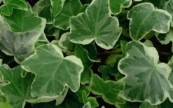 Anne Marie White Variegated Ivy (Hedera Helix) - 10 Count Flat Of Pint Pots -Trees And Plants Ivy Anne Marie 50 1