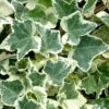 Anne Marie White Variegated Ivy (Hedera Helix) - 6 Pack Of 2.5" Pots -Trees And Plants Ivy Anne Marie 500x750 1