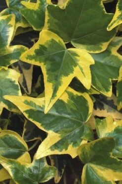 Gold Child Ivy (Hedera Helix) - 10 Pack Of Pint Pots 11 Gold Child Ivy (Hedera Helix) - 10 Pack Of Pint Pots -Trees And Plants Ivy Gold Child 1 1