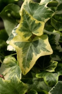 Gold Child Ivy (Hedera Helix) - 6 Pack Of Pint Pots -Trees And Plants Ivy Gold Child 3