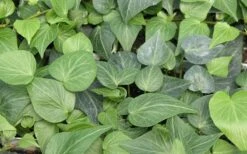 Teardrop Ivy (Hedera Helix) - 10 Pack Of Pint Pots -Trees And Plants Ivy Tear Drop
