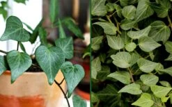 Teardrop Ivy (Hedera Helix) - 10 Pack Of Pint Pots -Trees And Plants Ivy Tear Drop Combo