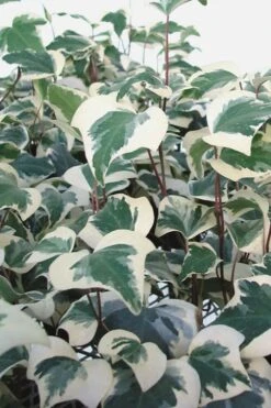 Variegated Algerian Ivy (Hedera Algeriensis 'Gloire De Marengo') - 6 Pack Of Pint Pots -Trees And Plants Ivy Variegated Algerian 500x750 1