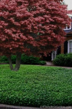 Asian Jasmine (Trachelospermum Asiaticum) - 36 Pack Of 3.5" Pint Pots -Trees And Plants Jasmine Asian 21 1