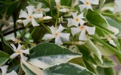 Variegated Confederate Jasmine - Trachelospermum Jasminoides - 1 Gallon Pot -Trees And Plants Jasmine Confederate Variegated Flowers