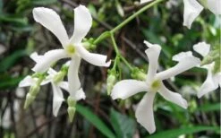 Confederate Jasmine Vine (Trachelospermum Jasminoides) - 6 Pack Of 1 Gallon Pots -Trees And Plants Jasmine Confederate Vine 1