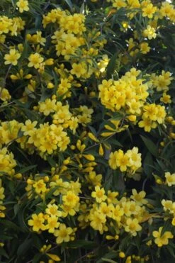 Duet Yellow Jasmine (Jessamine) - 2 Gallon Pot -Trees And Plants Jasmine Duet 5