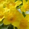 Duet Yellow Jasmine (Jessamine) - 2 Gallon Pot -Trees And Plants Jasmine Duet 7