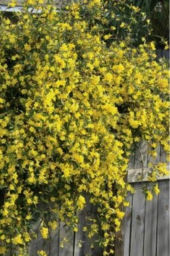 Duet Yellow Jasmine (Jessamine) - 2 Gallon Pot -Trees And Plants Jasmine Duet 8