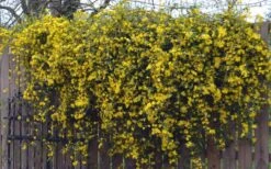 Duet Yellow Jasmine (Jessamine) - 2 Gallon Pot -Trees And Plants Jasmine Duet On Fence