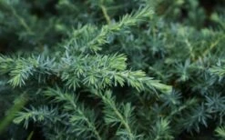 Blue Pacific Juniper - 1 Gallon Pot -Trees And Plants Juniper Blue Pacific 12