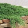 Green Mound Juniper - 1 Gallon Pot -Trees And Plants Juniper Green Mound 10