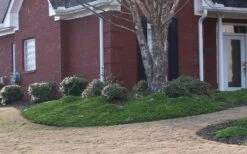 Green Mound Juniper - 1 Gallon Pot -Trees And Plants Juniper Green Mound