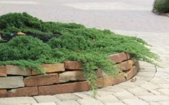 Green Mound Juniper - 1 Gallon Pot -Trees And Plants Juniper Green Mound 4