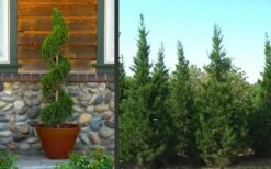 Hetzi Columnar Juniper - 1 Gallon Pot -Trees And Plants Juniper Hetzi Columnar Landscape 2