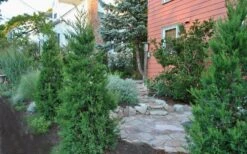 Hetzi Columnar Juniper - 1 Gallon Pot -Trees And Plants Juniper Hetzi Columnar Landscape