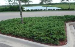 Parsons Juniper - Juniperus Davurica 'Parsonii' - 1 Gallon Pot -Trees And Plants Juniper Parsons 5