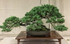 Parsons Juniper - Juniperus Davurica 'Parsonii' - 1 Gallon Pot -Trees And Plants Juniper Parsons Bonsai