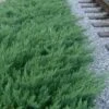 Parsons Juniper - Juniperus Davurica 'Parsonii' - 1 Gallon Pot -Trees And Plants Juniper Parsons Rev 500x750 1