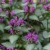 Beacon Silver Lamium - 5 Pack Of Pint Pots -Trees And Plants Lamium Beacons Silver 1